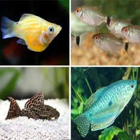 Bundle 17 Molly, Tetra, Gourami, Catfish
