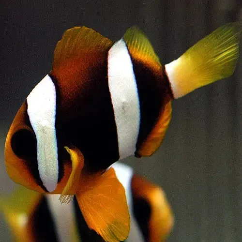 Clarki Clownfish - Pacific (Amphiprion Clarkii) - Hardy, Vibrant Colour, Ideal For Marine Aquariums