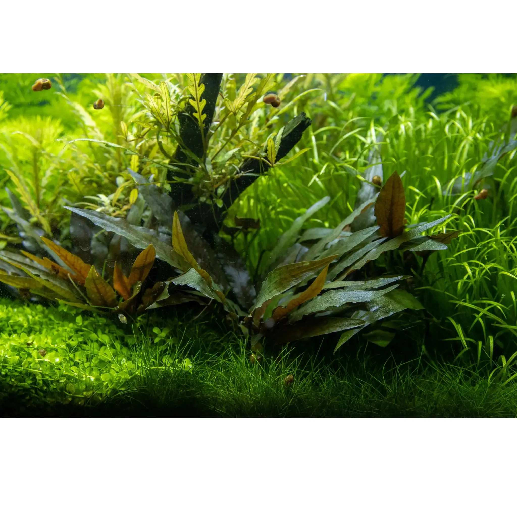Cryptocoryne petchii on Lava Rock