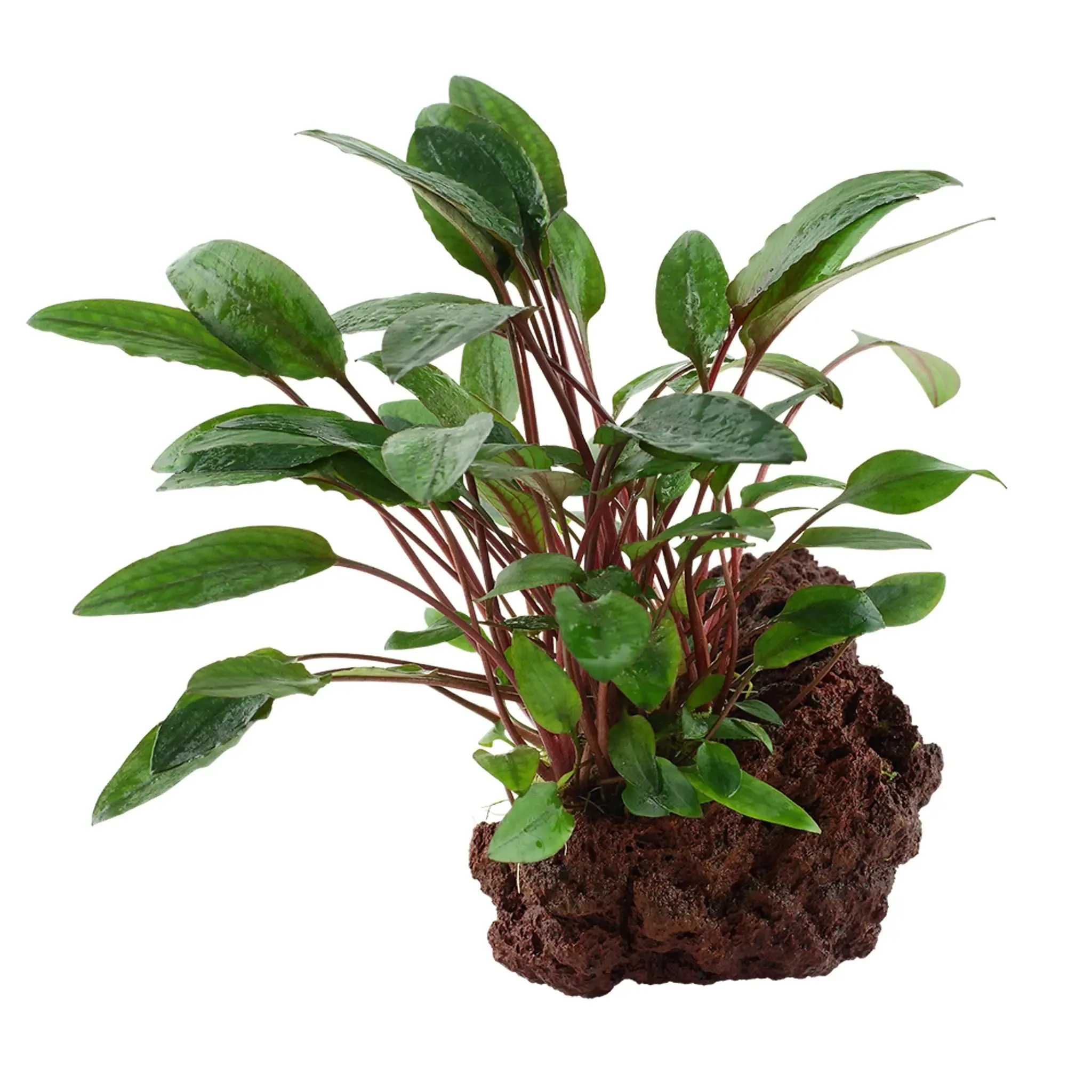 Cryptocoryne petchii on Lava Rock