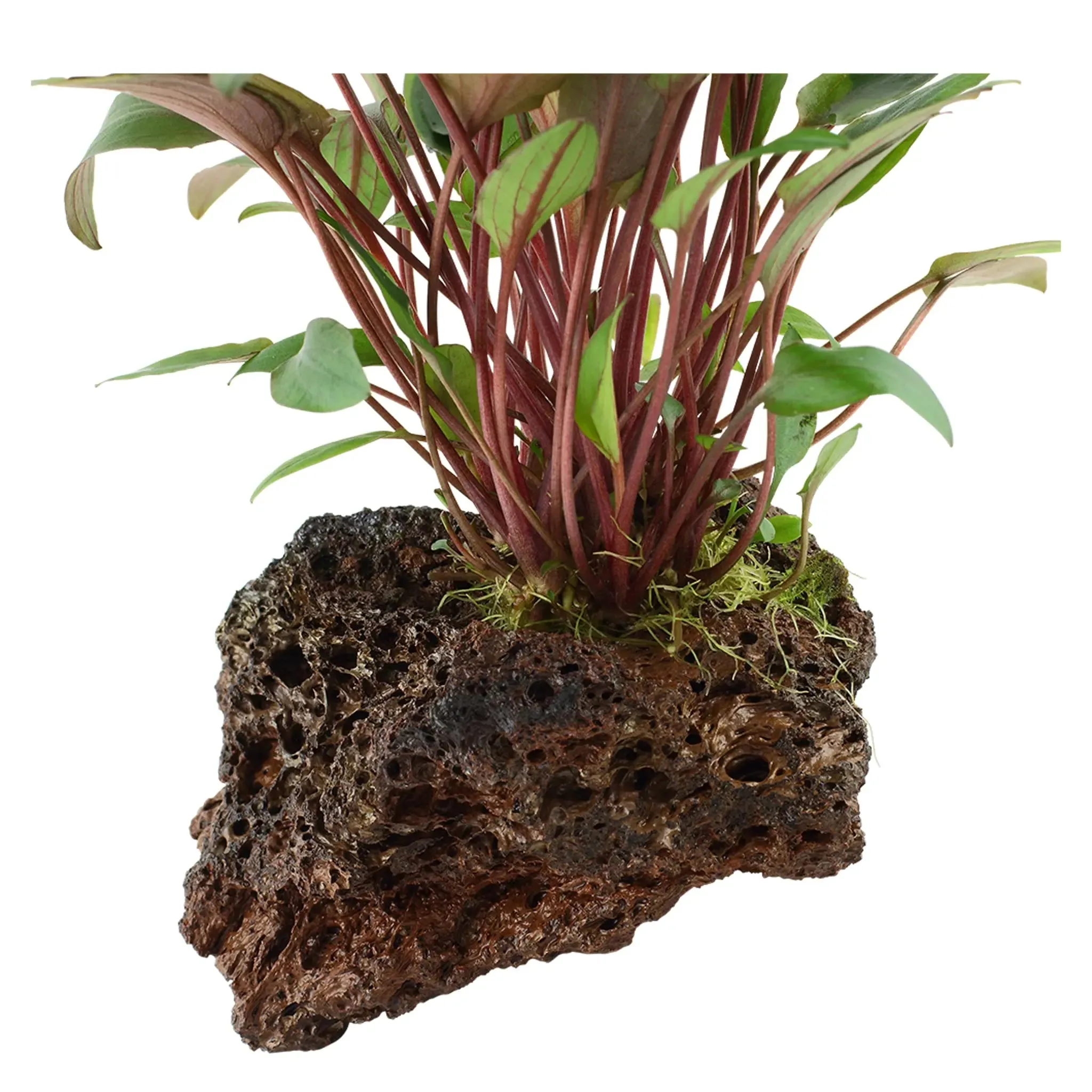 Cryptocoryne petchii on Lava Rock