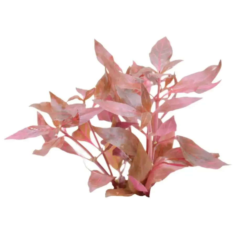 Easy Grow 3 - Alternanthera cardinalis Variegata
