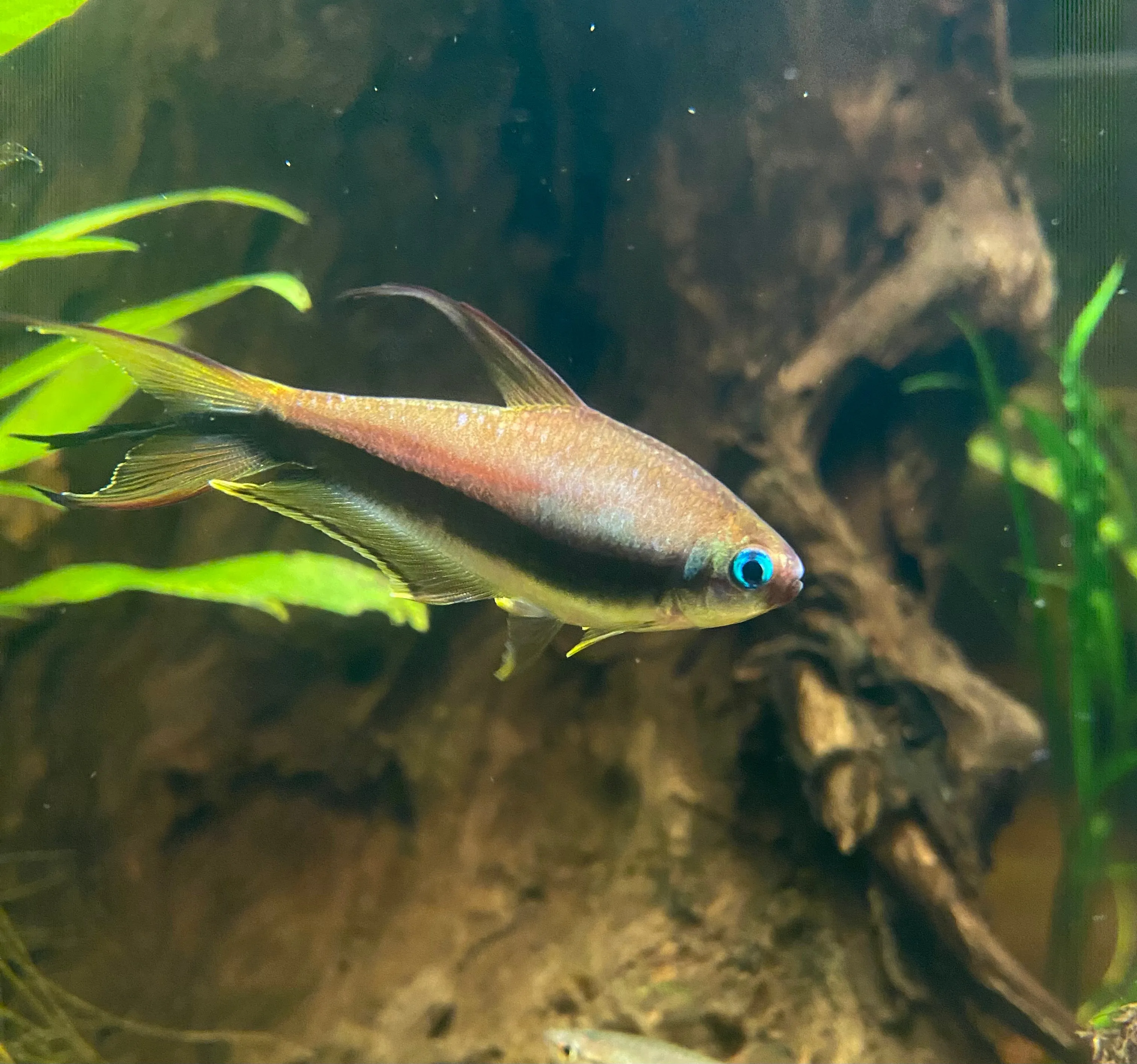 Emperor Tetra