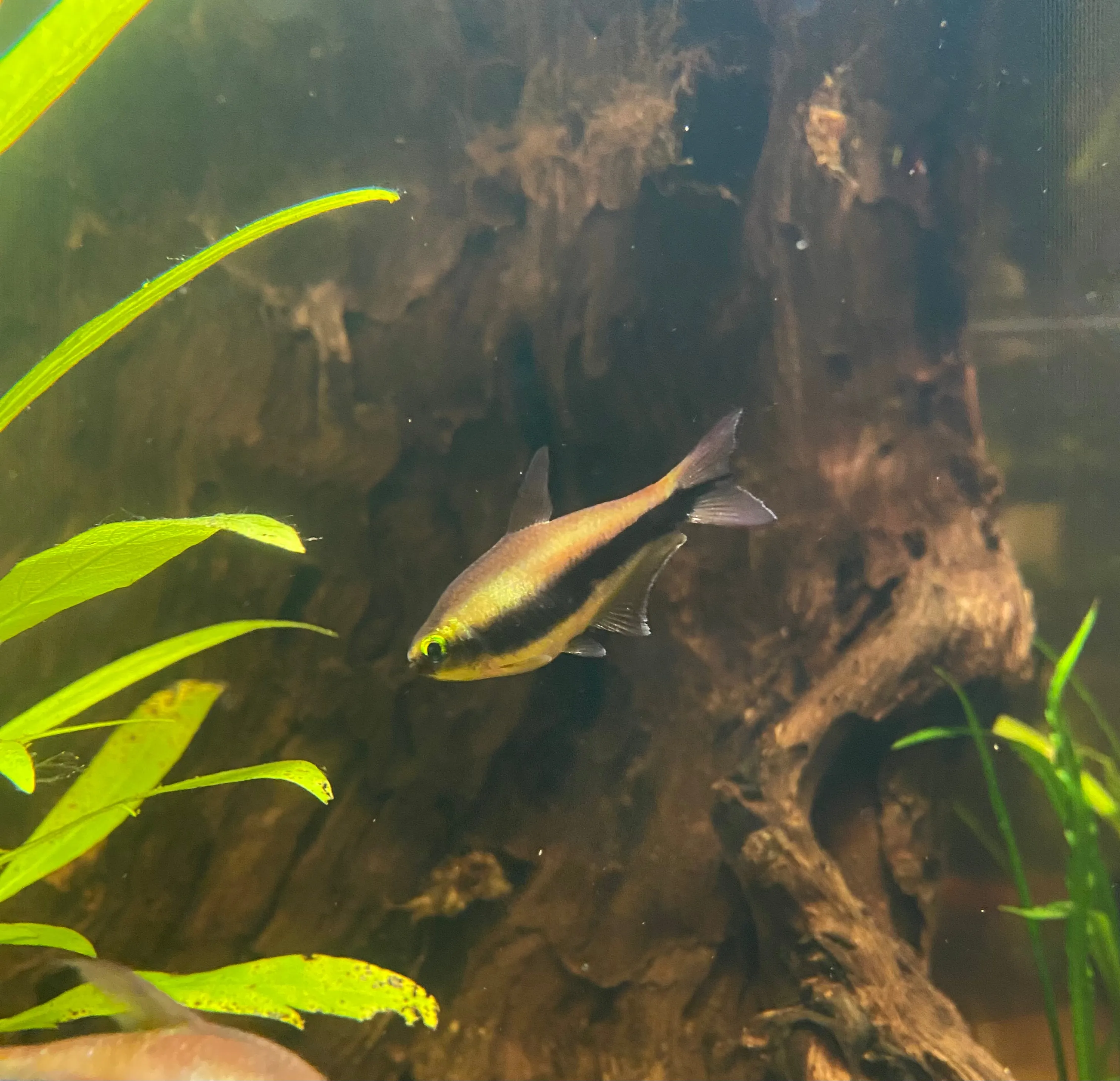Emperor Tetra