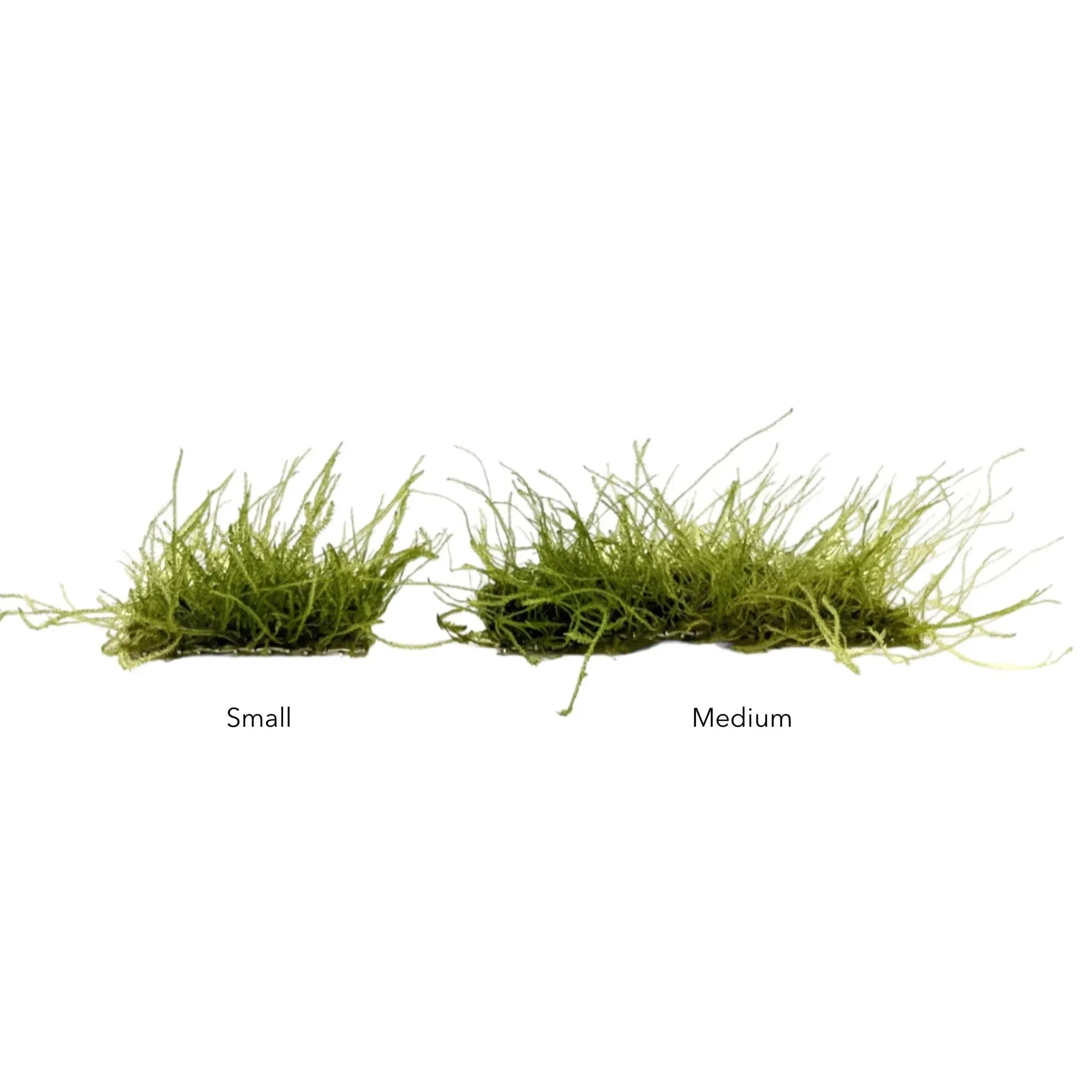 Java moss Scapers Pad - Medium (9x4.5cm)