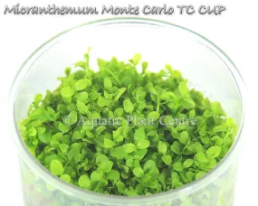 Micranthemum Monte Carlo TC APC