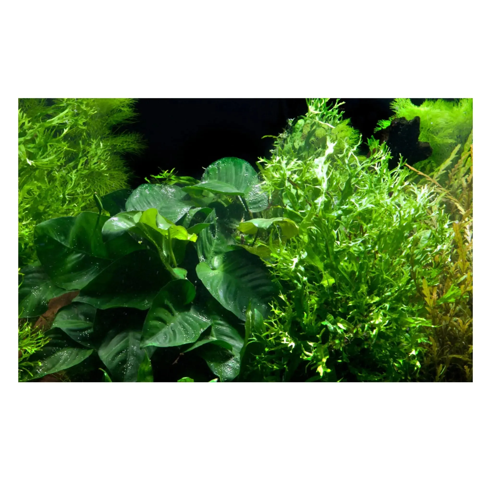 Microsorum on Driftwood XL - Floating