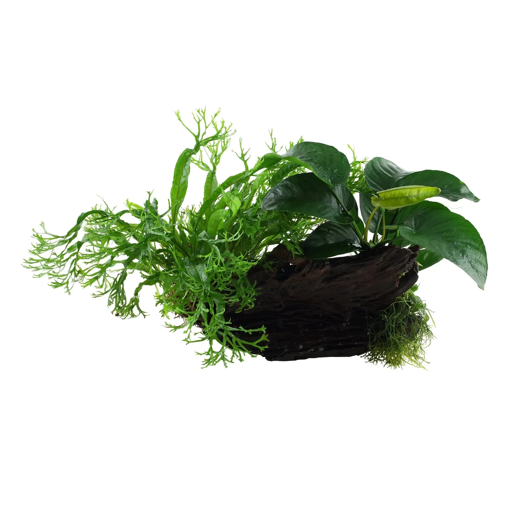 Microsorum Windelov and Anubias Duet