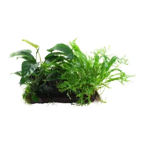 Microsorum Windelov and Anubias Duet