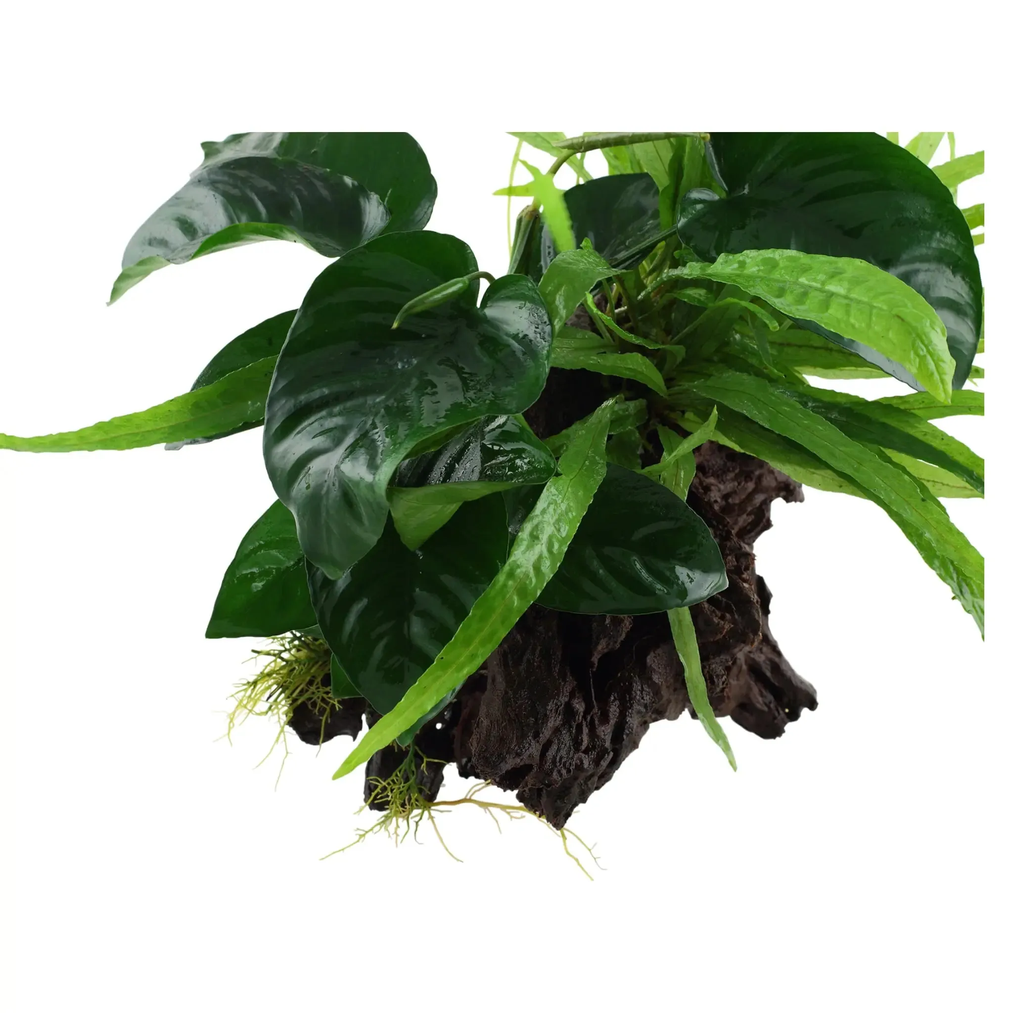 Microsorum Windelov and Anubias Duet