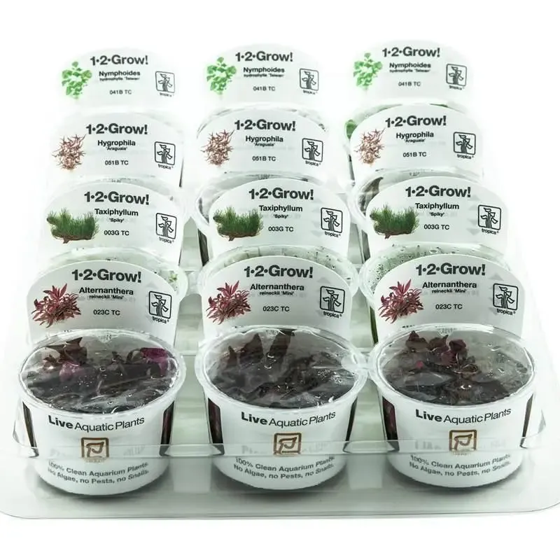 Tissue Culture Mixed Box of Aquarium Plants