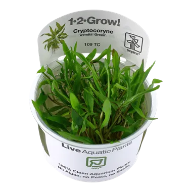 Tropica Cryptocoryne wendtii Mioya 1-2-Grow